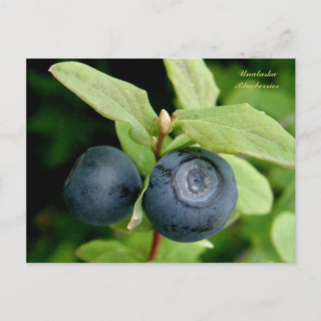 Blaubeeren, Insel Unalaska Postkarte (Vorderseite)