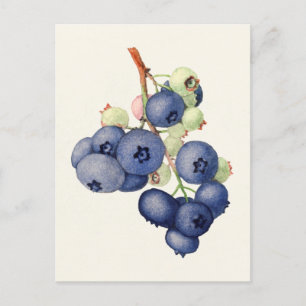 Blaubeeren (Vaccinium Corymbosum) Fruchtmalerei Postkarte