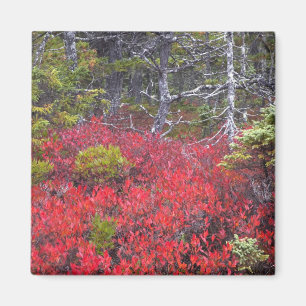 Blaubeersträucher und Kiefern Magnet