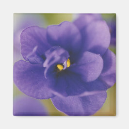 Blaublühende Blume von Violet Saintpaulia Zoomed Magnet