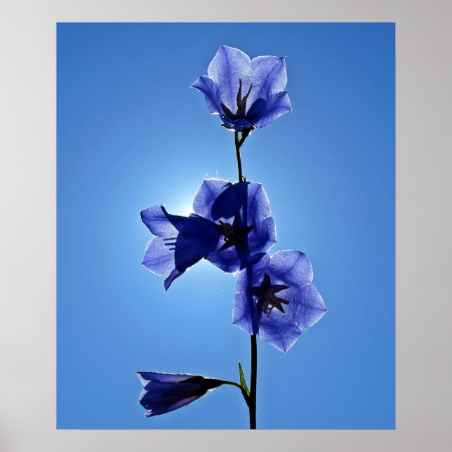 Blaublume Poster (Vorne)