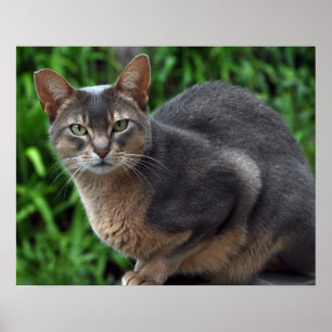 Blaue abyssinische Katze - Plakat