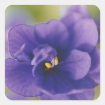 Blaue Afrikanische Violette Saintpaulia