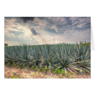 Blaue Agave