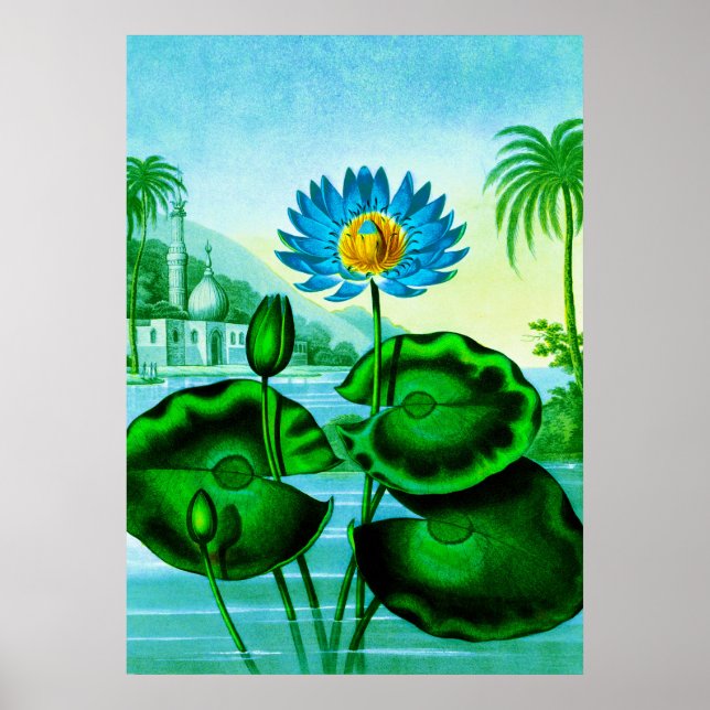 Blaue ägyptische Wasserlilie / Lotus Illustration Poster (Vorne)