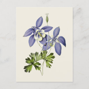 Blaue Akelei-Blumenillustration im Vintage-Stil Postkarte