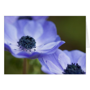 Blaue Anemone