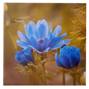 Blaue Anemone Fliese