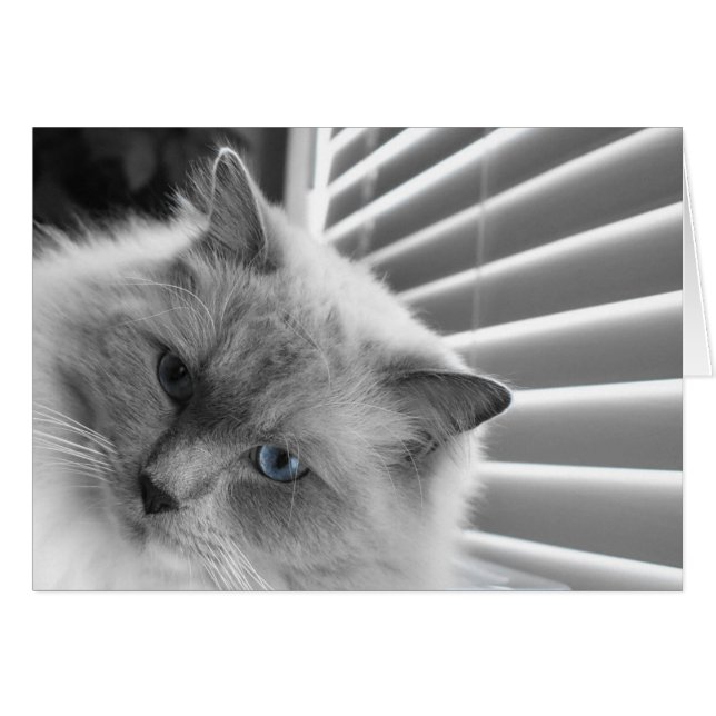 Blaue Augen (Vorderseite (Horizontal))