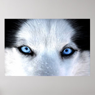 Blaue Augen des sibirischen Huskys Poster