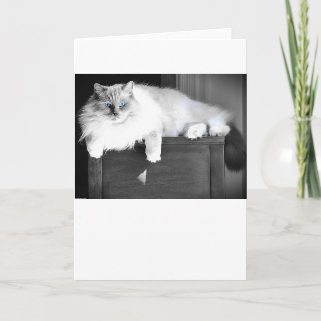 Blaue Augen, Karte (Vorderseite)