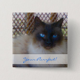 Blaue Augen-Miezekatze Ihr Purrrfect Knopf Button