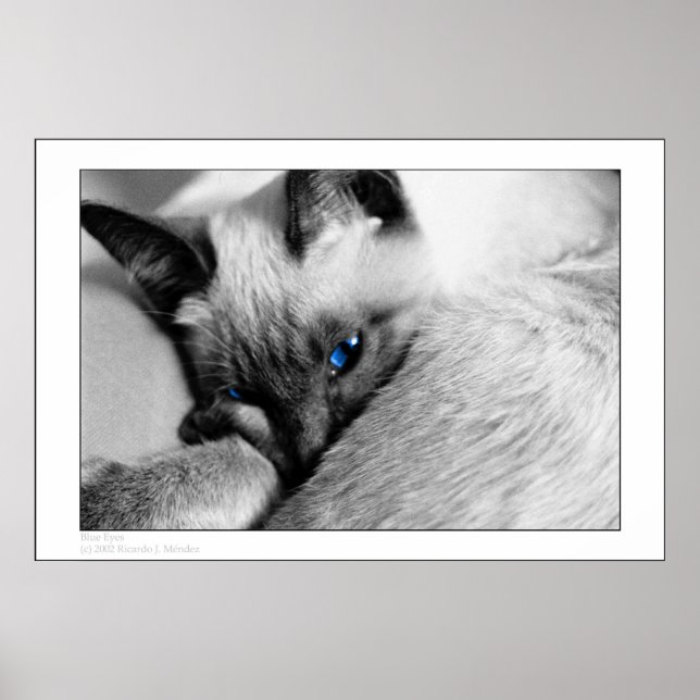 Blaue Augen Poster (Vorne)