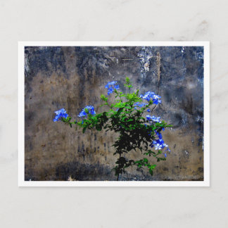 Blaue Bleiwurz Postkarte