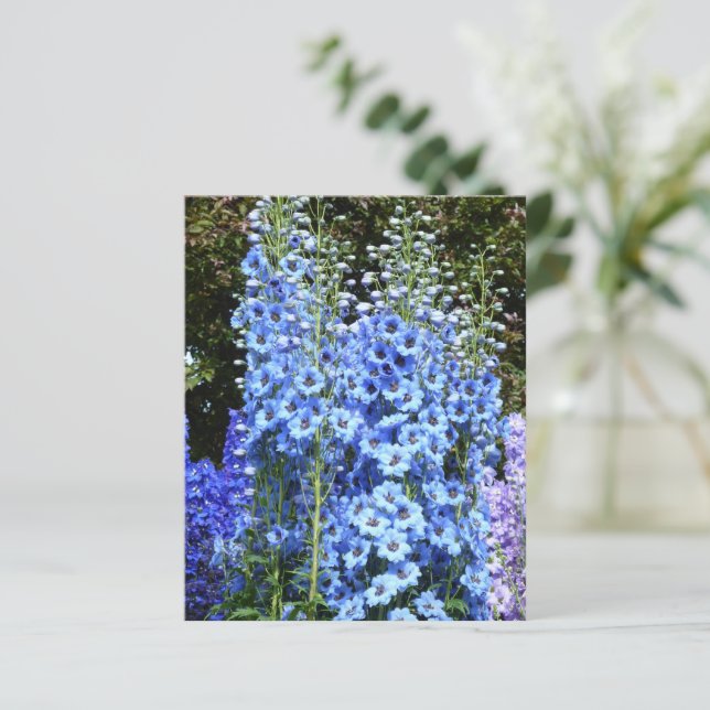 Blaue Blume Delphinium (Stehend Vorderseite)