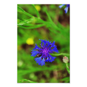 Blaue Blume Fotodruck
