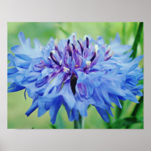 Blaue Blume Fotokunstdruck Poster
