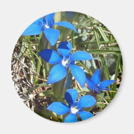Blaue Blume-Magnet Magnet