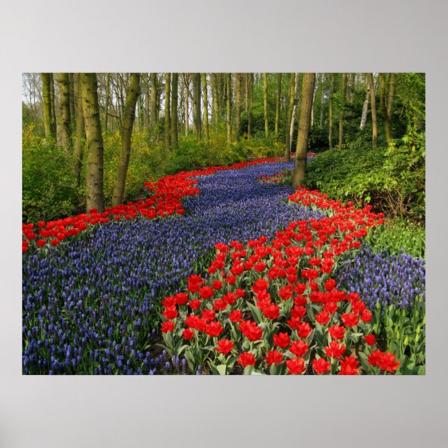 Blaue Blume Poster (Vorne)