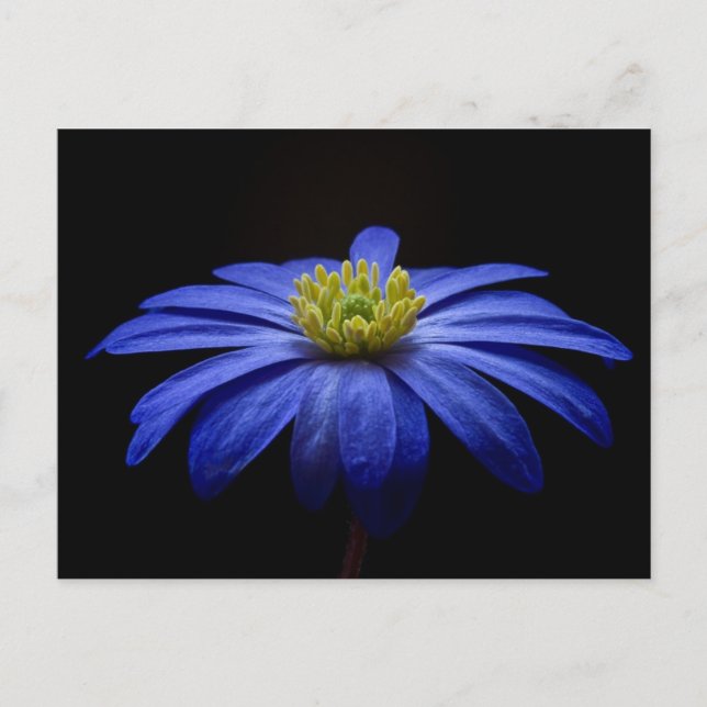 Blaue Blume Postkarte (Vorderseite)