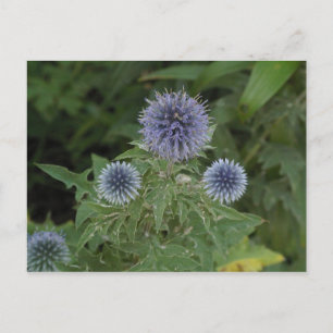 blaue Blume Postkarte