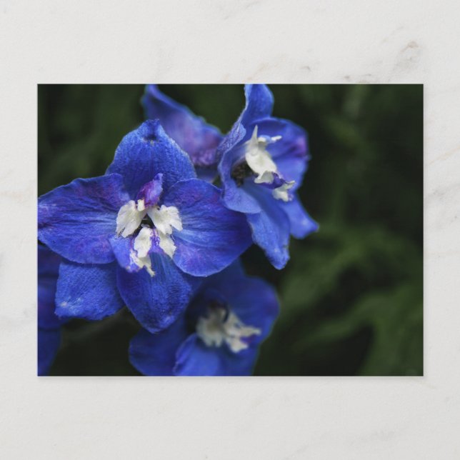 Blaue Blume Postkarte (Vorderseite)