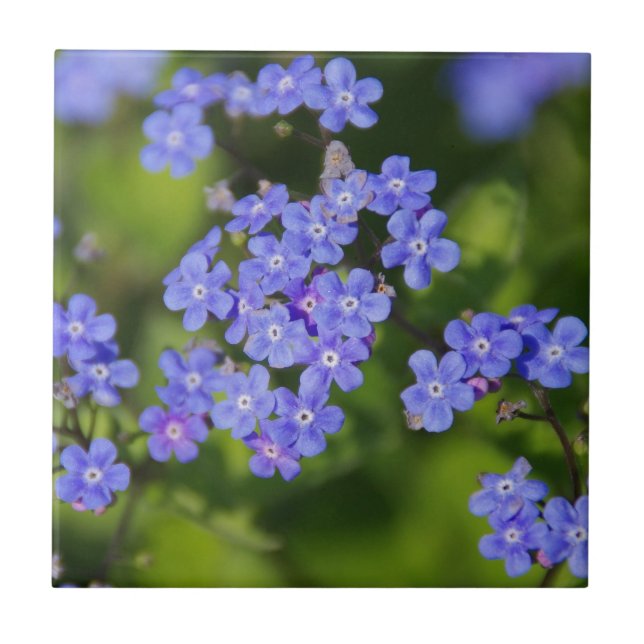 Blaue Blumen Blüten Entdeckungsreise zur Liebe Par Fliese (Vorderseite)