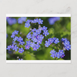 Blaue Blumen Blüten Entdeckungsreise zur Liebe Par Postkarte