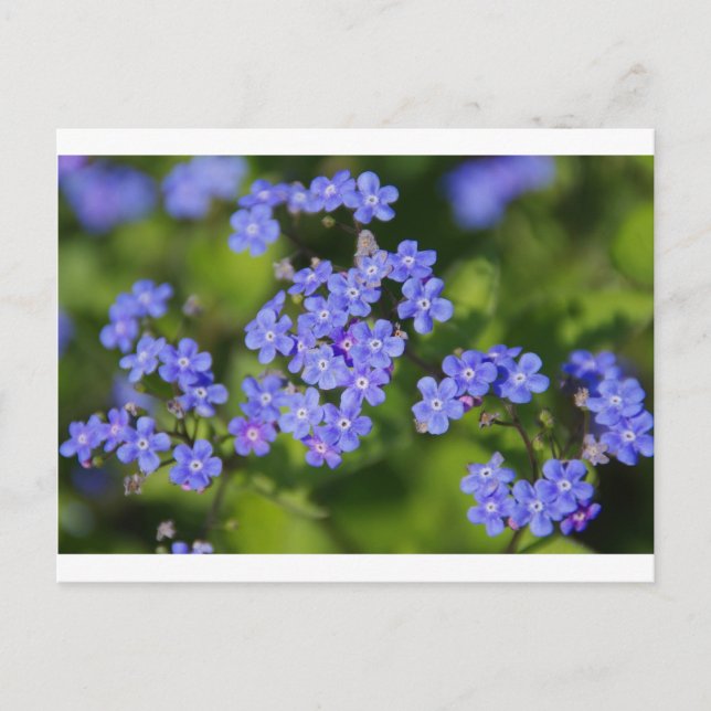 Blaue Blumen Blüten Entdeckungsreise zur Liebe Par Postkarte (Vorderseite)