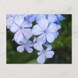 Blaue Blumen-Bokeh Postkarte