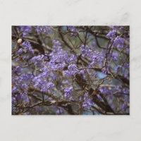 Blaue Blumen eines Jacaranda-Baumes