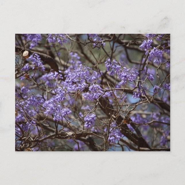 Blaue Blumen eines Jacaranda-Baumes Postkarte (Vorderseite)