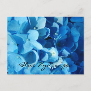 Blaue Blumen, Hortensie Postkarte