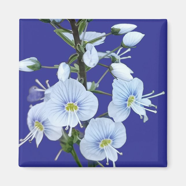 Blaue Blumen  Magnet (Vorne)