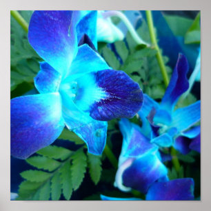 blaue Blumen Natur Poster