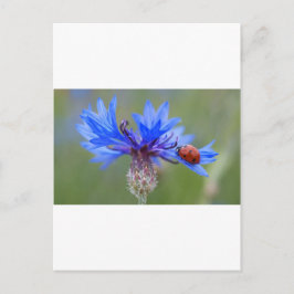 Blaue Blüten Ladybug Liebe Locarno Postkarte