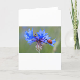 Blaue Blüten Marienkäfer Frieden Liebe Schicksal K Dankeskarte