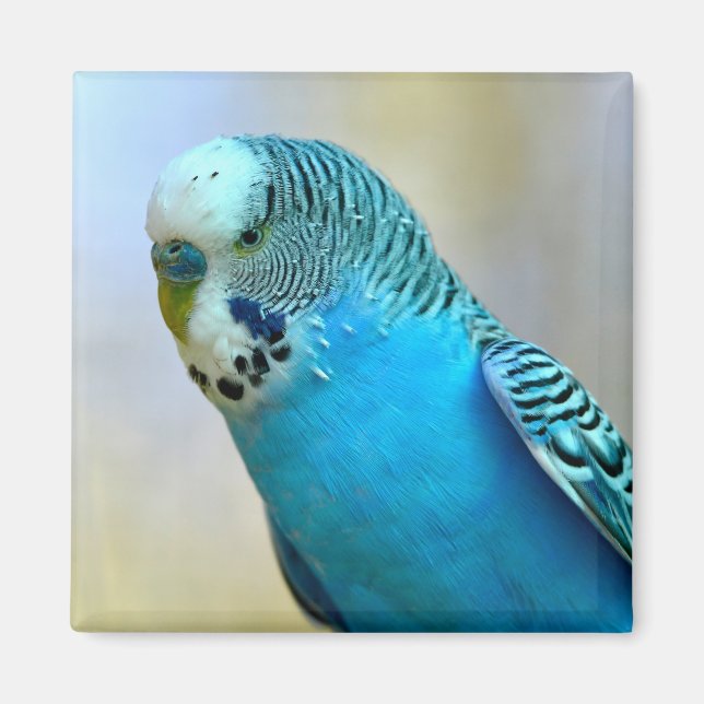 Blaue Budgerigar-Ankerplakette T- Magnet (Vorne)