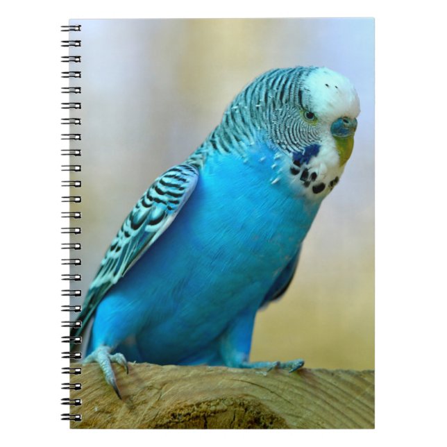 Blaue Budgerigar-Ankerplakette T- Notizblock (Vorderseite)