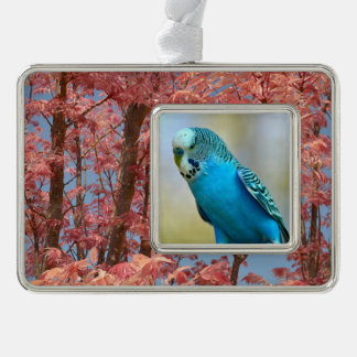 Blaue Budgerigar-Ankerplakette T- Rahmen-Ornament Silber