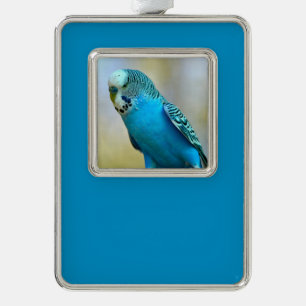 Blaue Budgerigar-Ankerplakette T- Rahmen-Ornament Silber