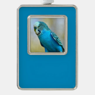 Blaue Budgerigar-Ankerplakette T- Rahmen-Ornament Silber