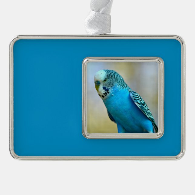 Blaue Budgerigar-Ankerplakette T- Rahmen-Ornament Silber (Vorderseite)