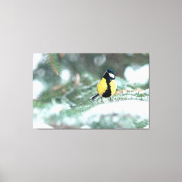 Blaue Chickadee auf grünem Spruce Leinwanddruck