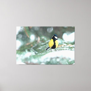 Blaue Chickadee auf grünem Spruce Leinwanddruck