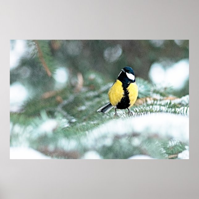 Blaue Chickadee auf grünem Spruce Poster (Vorne)