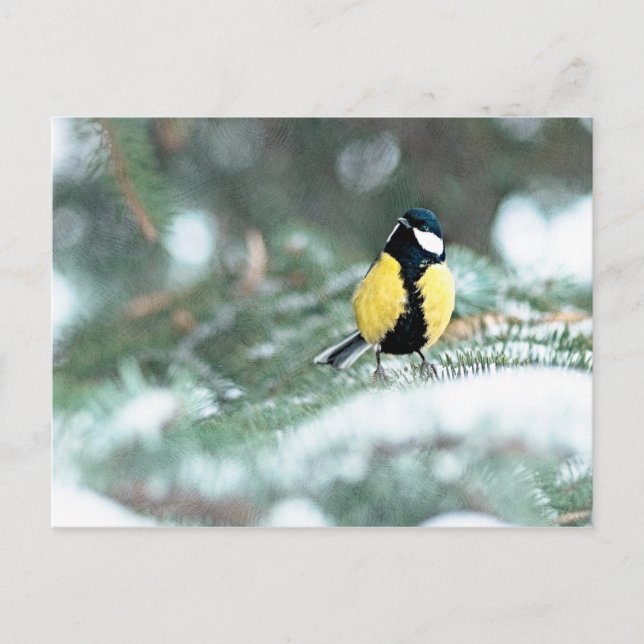 Blaue Chickadee auf grünem Spruce Postkarte (Vorderseite)