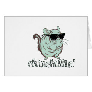 Blaue Chinchillin Chinchilla