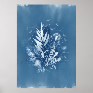 Blaue Cyanotypie-Seetang-Löwenzahn-Botanikkunst Poster
