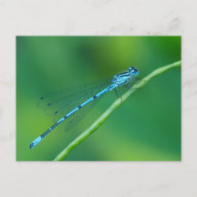 Blaue Damselfly-Postkarte